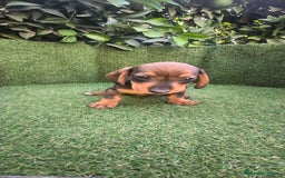 Teckel Miniatura perros en venta: teckel miniatura  - Imagen 10