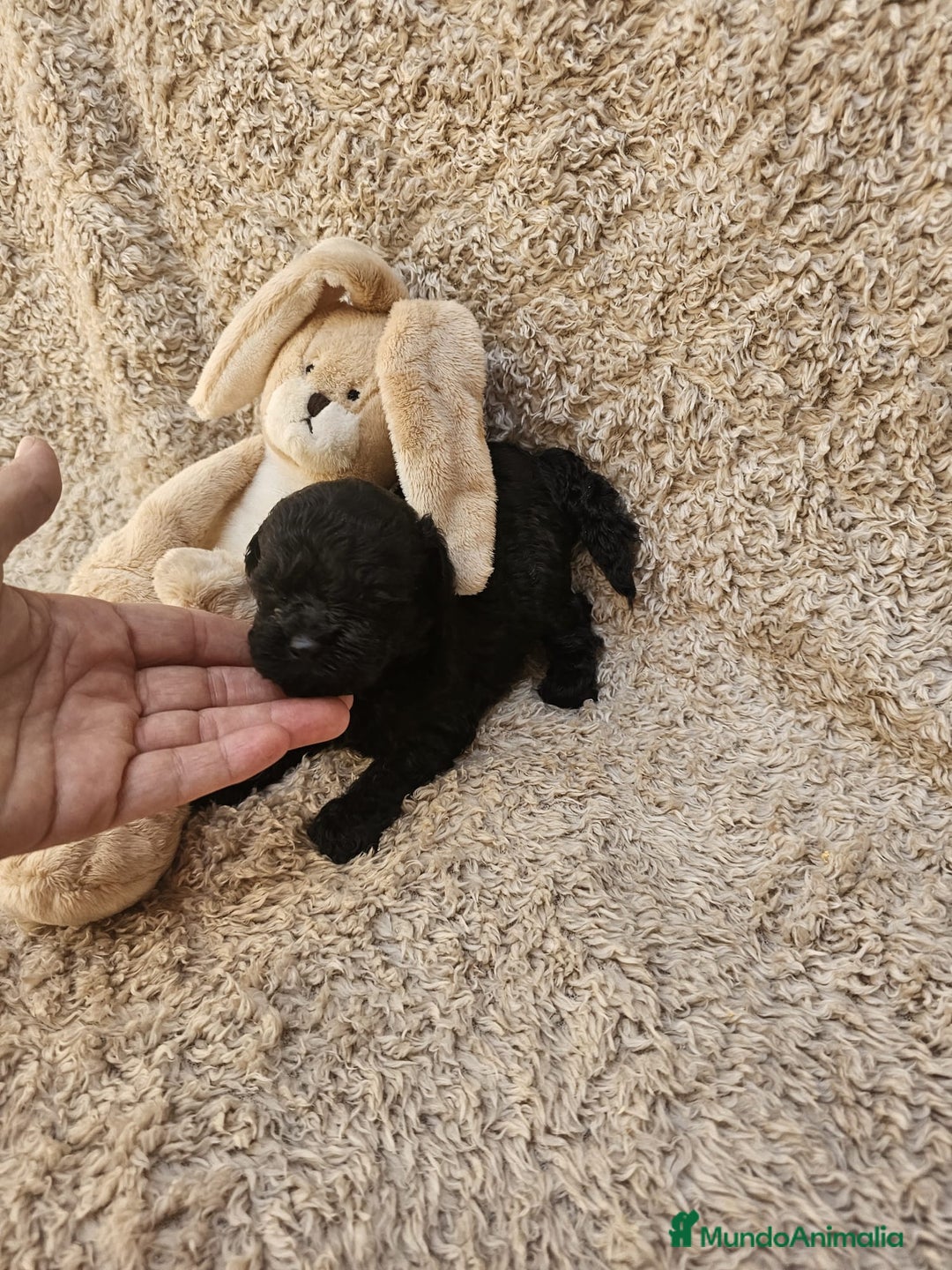 Caniche Toy perros en venta: ⚜️ caniche toy y enano 50 %asiatico ⚜️ - Imagen 2
