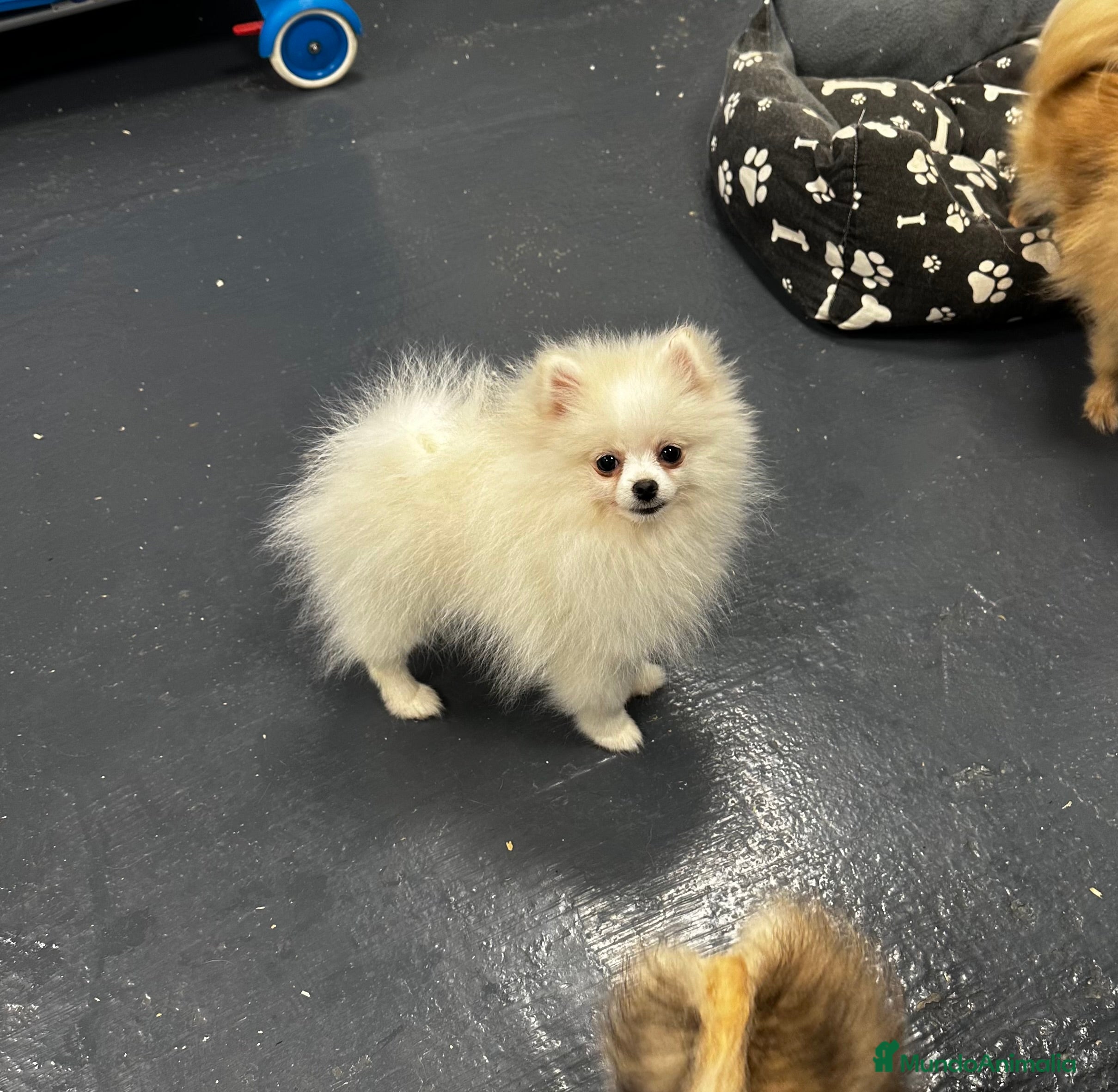 Pomerania perros Última preciosa hembrita Pomerania - Anuncio 11