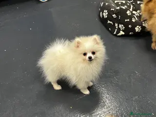Pomerania perros Última preciosa hembrita Pomerania - Anuncio 11