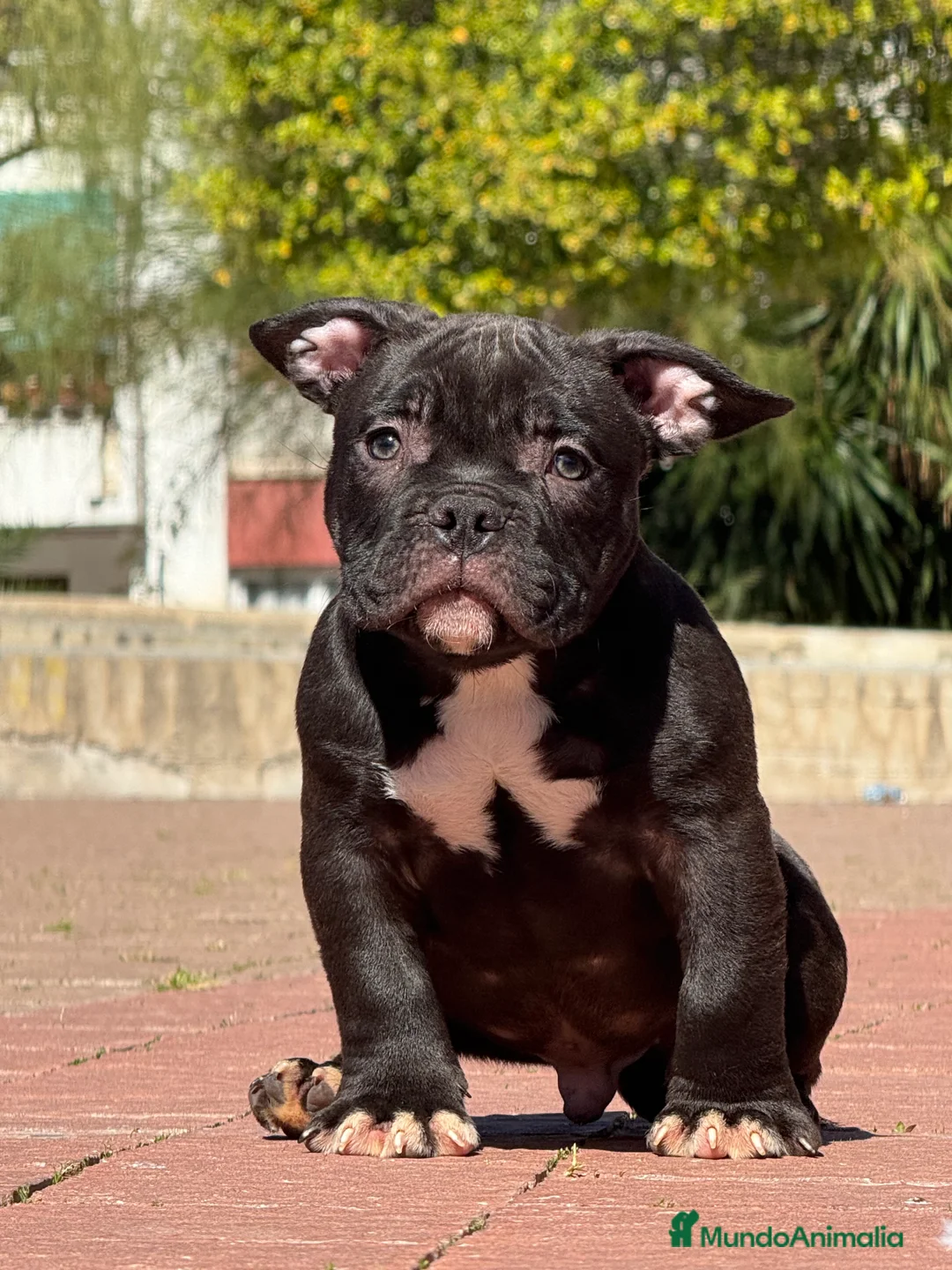 American Bully perros en venta: Cachorros de American Bully  - Anuncio 2
