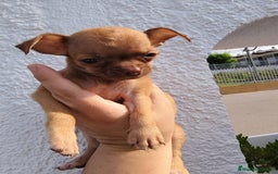 Chihuahua perros en venta: Macho de chihuahua toys  - Imagen 3