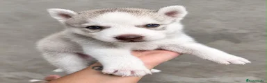 Husky Siberiano 2