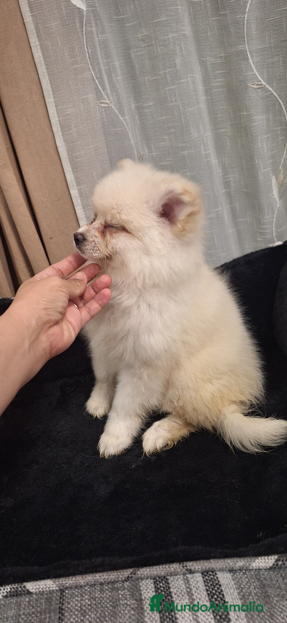 Pomerania perros Pomerania  - Anuncio 2