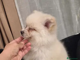 Pomerania perros Pomerania - Anuncio 2