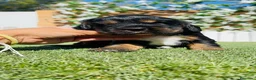 Cocker Spaniel Inglés perros en venta: CAMADA COCKER SPANIEL INGLES  - Anuncio 5