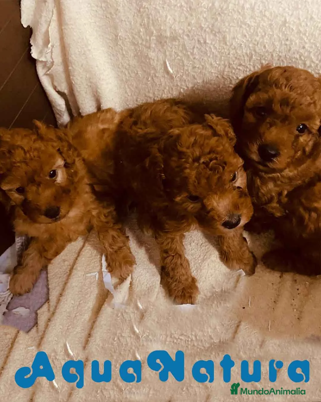 Caniche Toy perros en venta: Camada Caniche de Barbie y Can - AQUANATURA en Barcelona - Anuncio 3