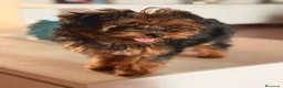 Yorkiepoo perros en venta: YORKIEPOO HEMBRA YORKSHIRE CON CANICHE - Anuncio 3