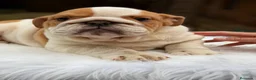 Bulldog Inglés perros en venta: Bulldog inglés de calidad  - Anuncio 6
