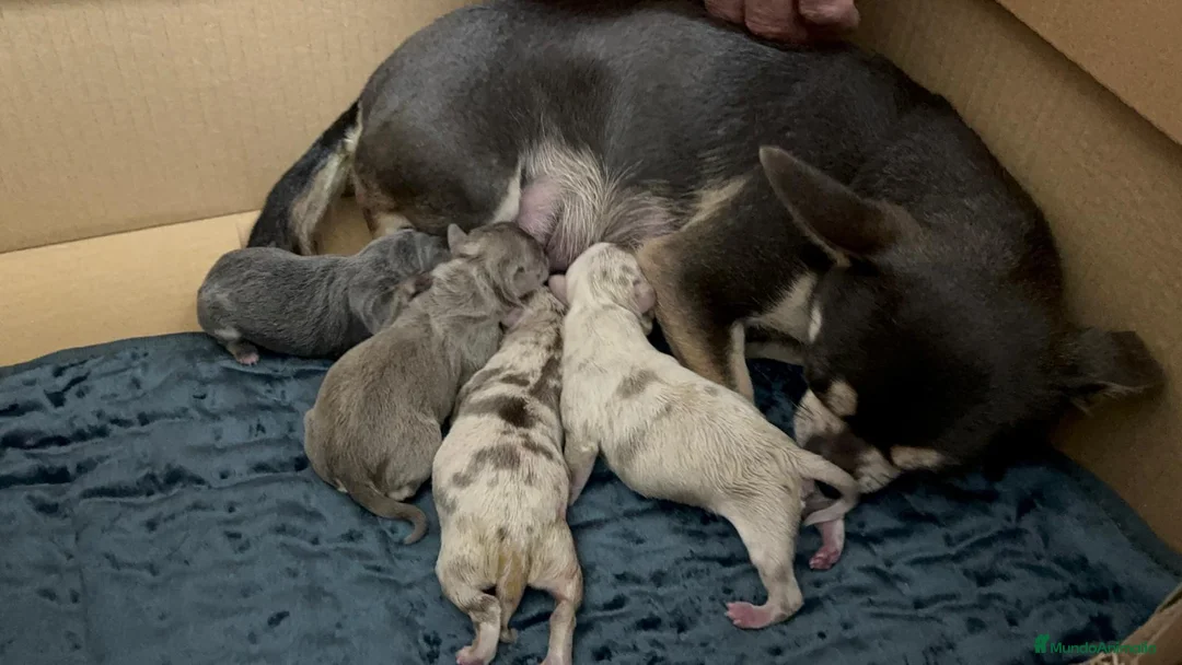 Chihuahua perros en venta: CHIHUAHUA-COLORES EXOTICOS - Anuncio 3