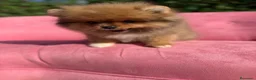 Pomerania perros en venta: Pomerania  - Anuncio 2