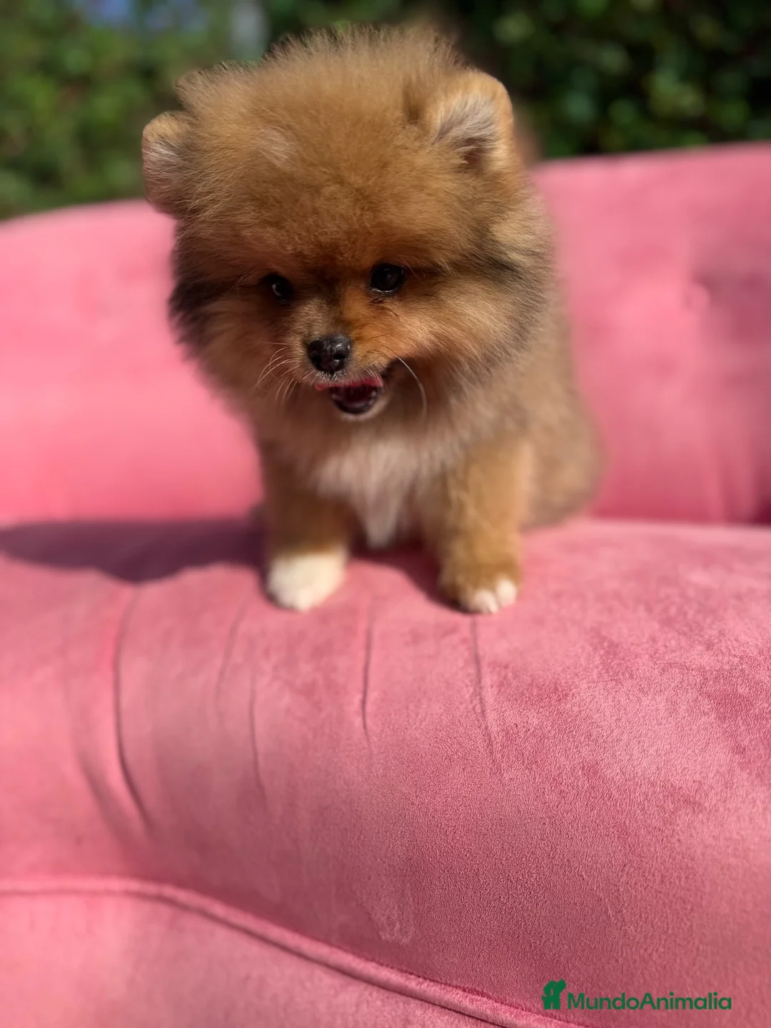 Pomerania perros en venta: Pomerania  - Anuncio 2