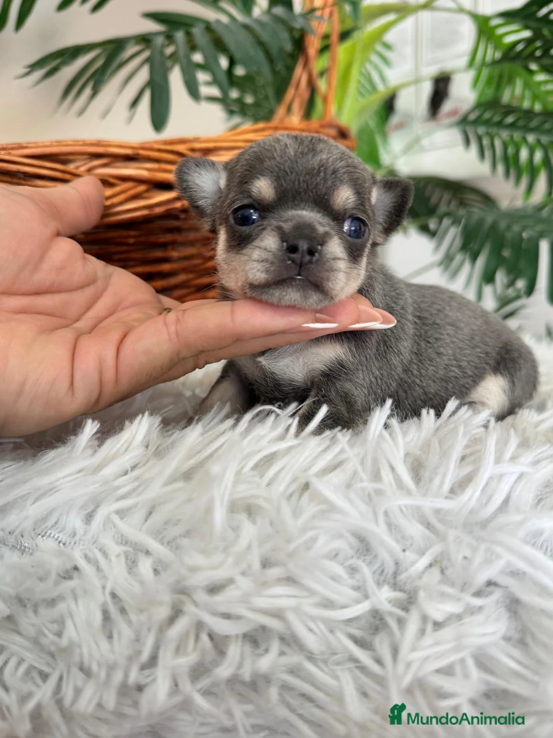 Chihuahua perros en venta: CHIHUAHUA BLUE - Anuncio 8