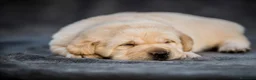 Labrador Retriever perros en venta: Cachorros de Labrador Retrievers - Anuncio 2