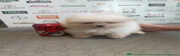 Pomerania perros en venta: Pomeranian - Anuncio 1