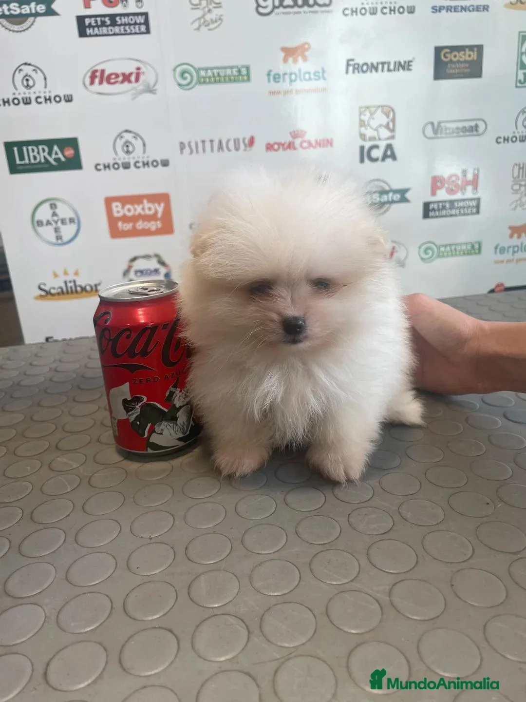 Pomerania perros en venta: Pomeranian - Anuncio 1
