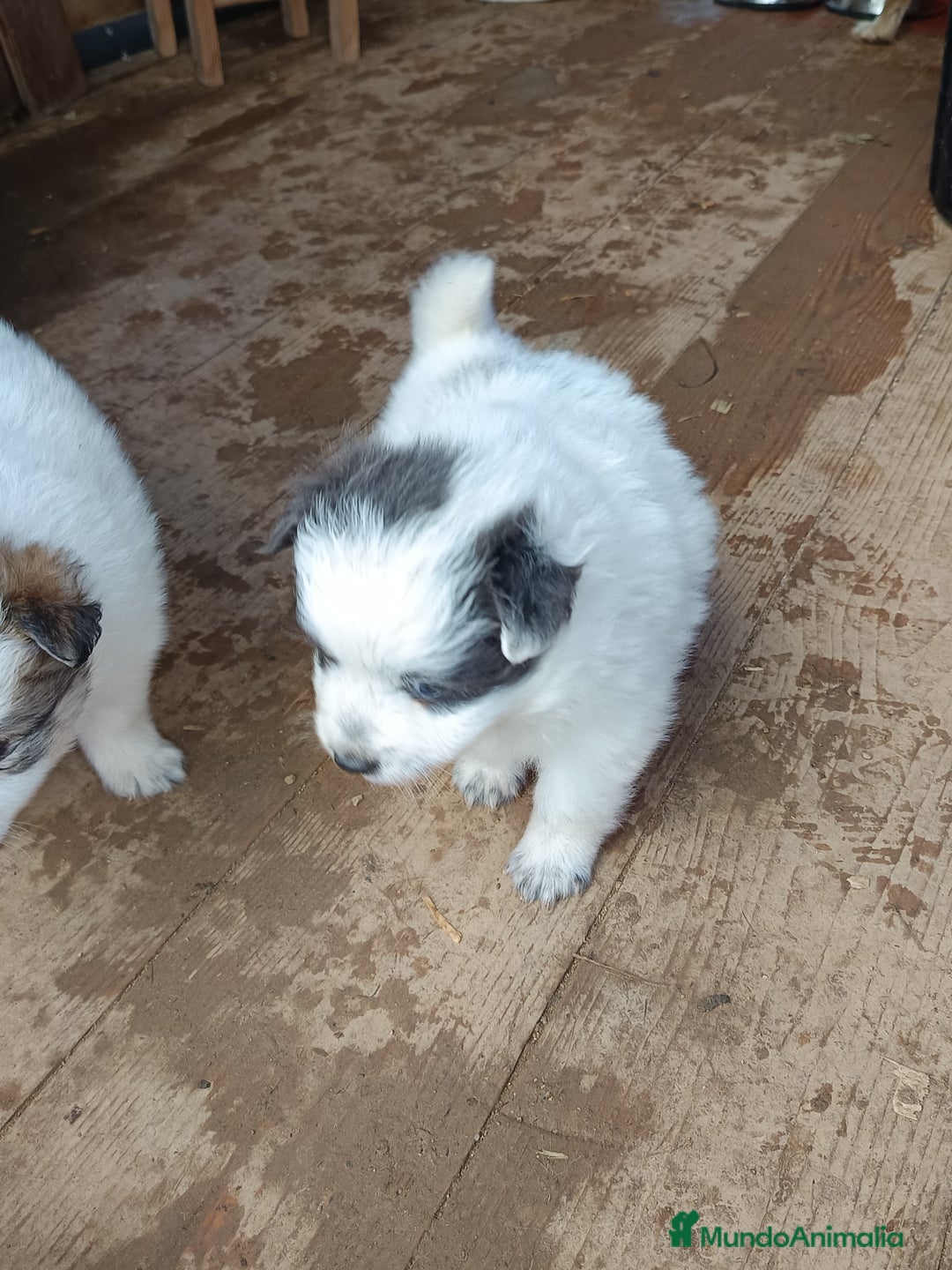 Pomerania perros en venta: Pomerania  - Anuncio 3