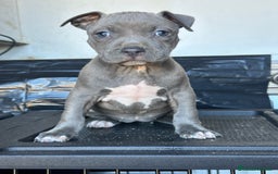 American Staffordshire-Terrier perros en venta: American Stanford, mis pequeños - Imagen 30