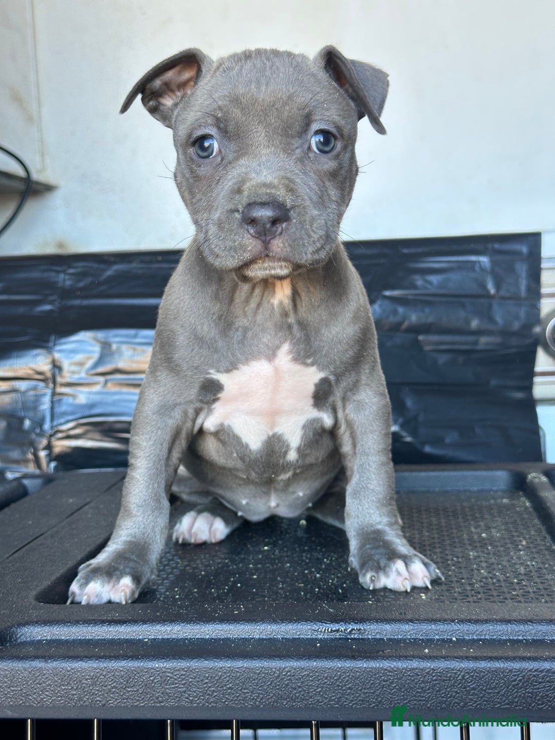 American Staffordshire-Terrier perros en venta: American Stanford, mis pequeños - Imagen 30
