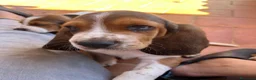 Basset Hound perros en venta: Basset Hound 641387649 - Anuncio 2