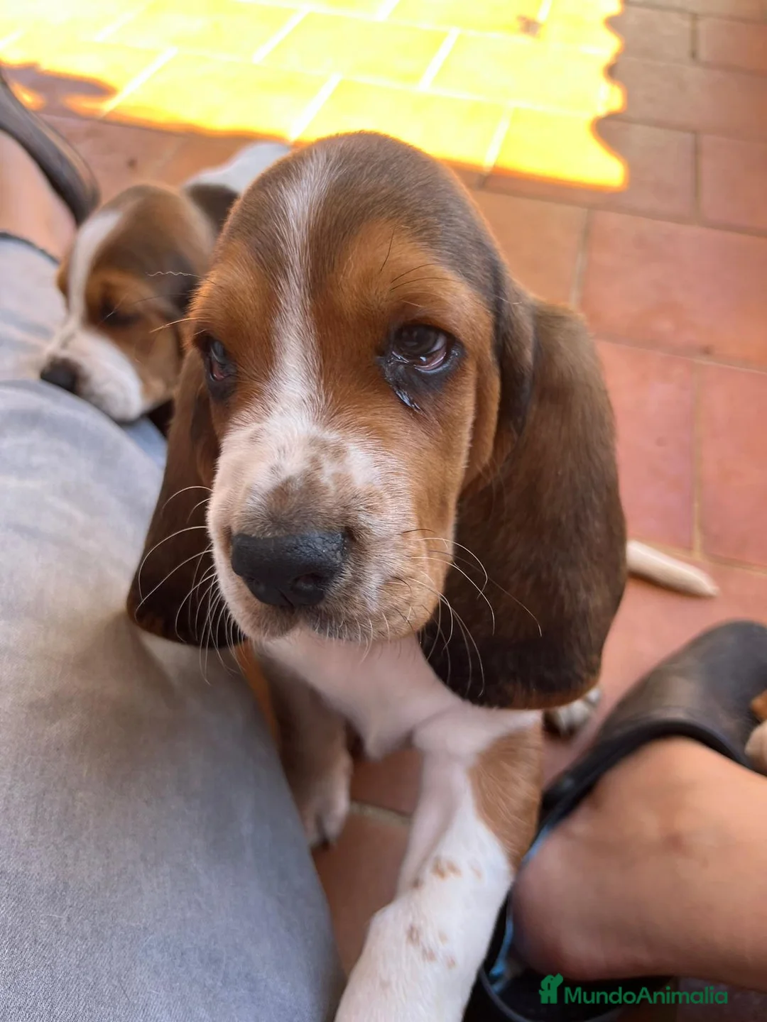 Basset Hound perros en venta: Basset Hound 641387649 - Anuncio 2