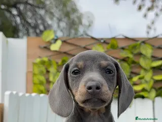 Teckel Miniatura perros TECKEL MINIATURA HEMBRA - Anuncio 1