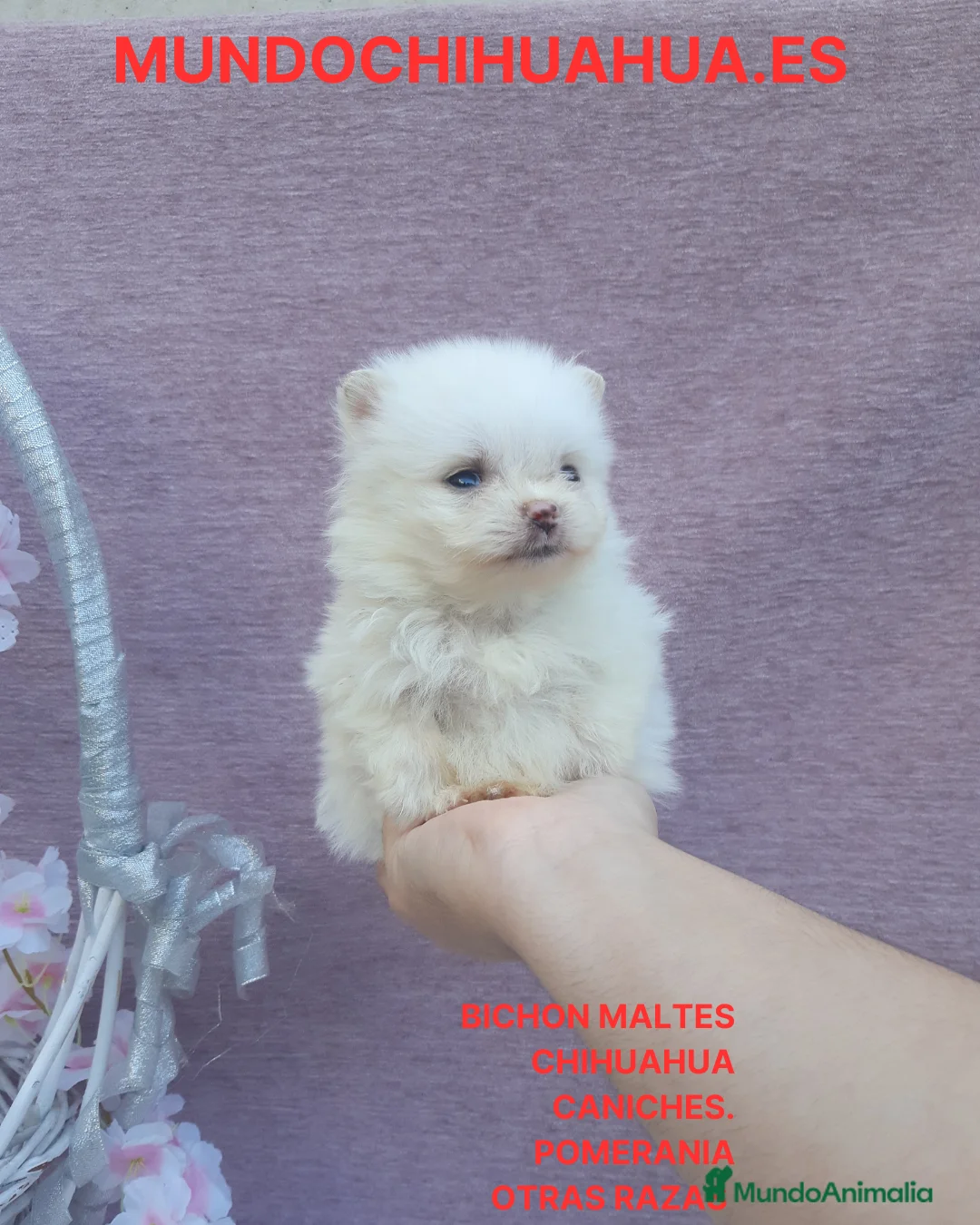 Pomerania perros en venta: POMERANIA  LINEA TOY   MUY CHATO - Anuncio 2