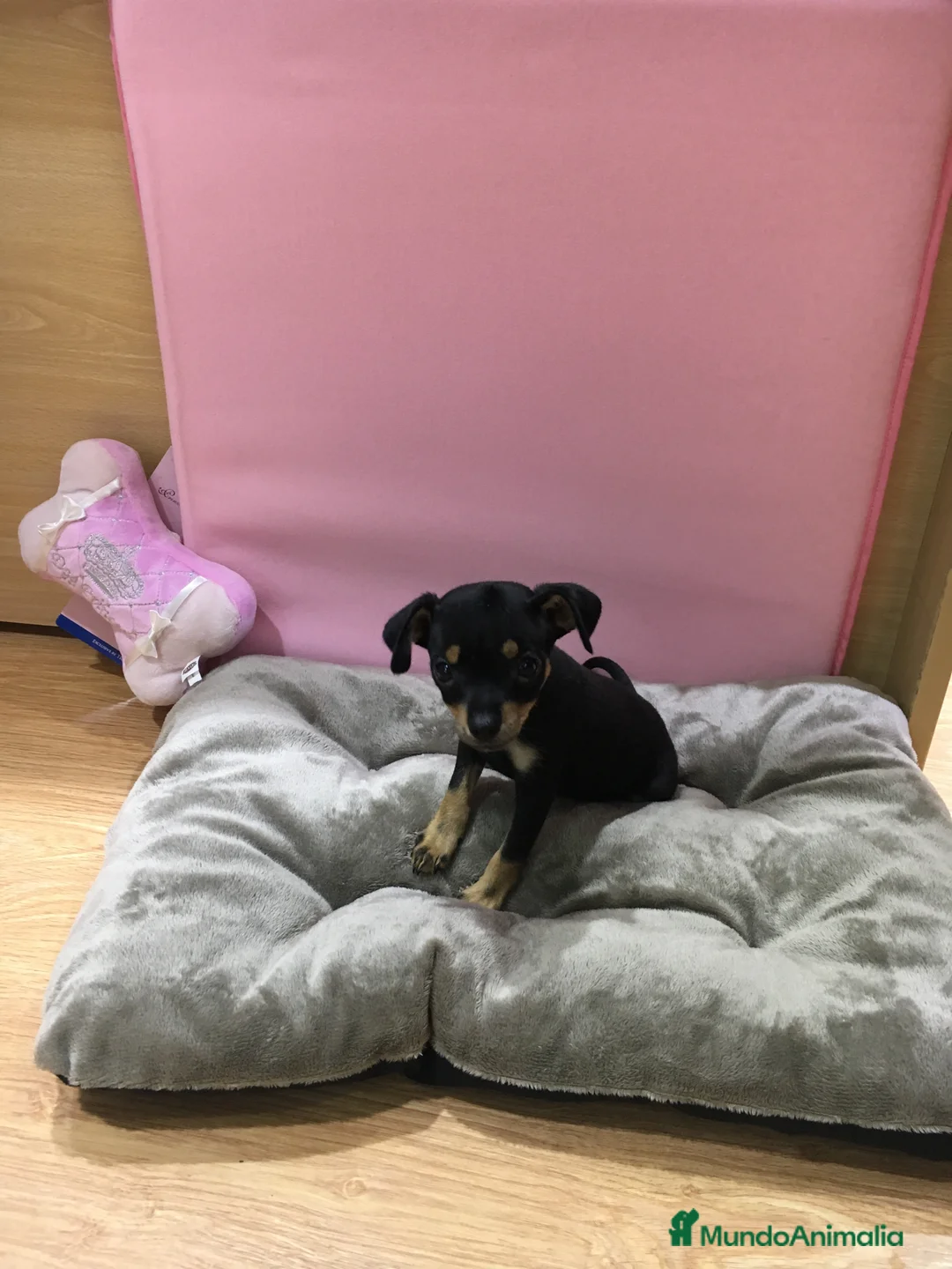 Ratón de Praga perros en venta: Ratón de Praga en Barcelona - Anuncio 6