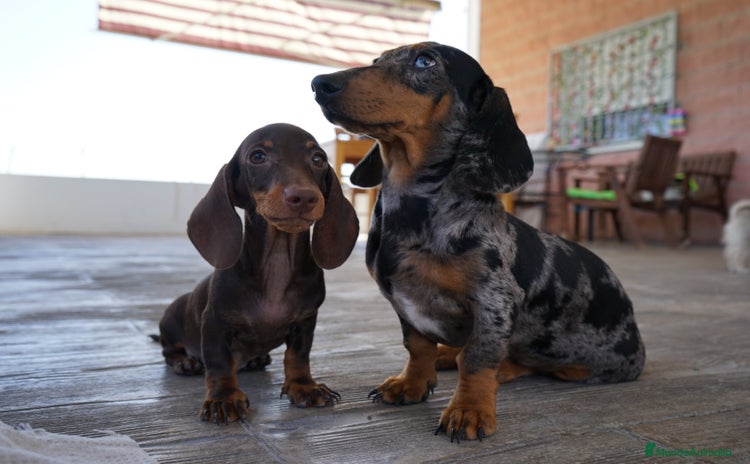Teckel Miniatura perros - Anuncio 6