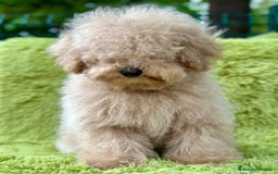 Caniche Enano perros en venta: CANICHE ENANO APRICOT MACHO - Imagen 3