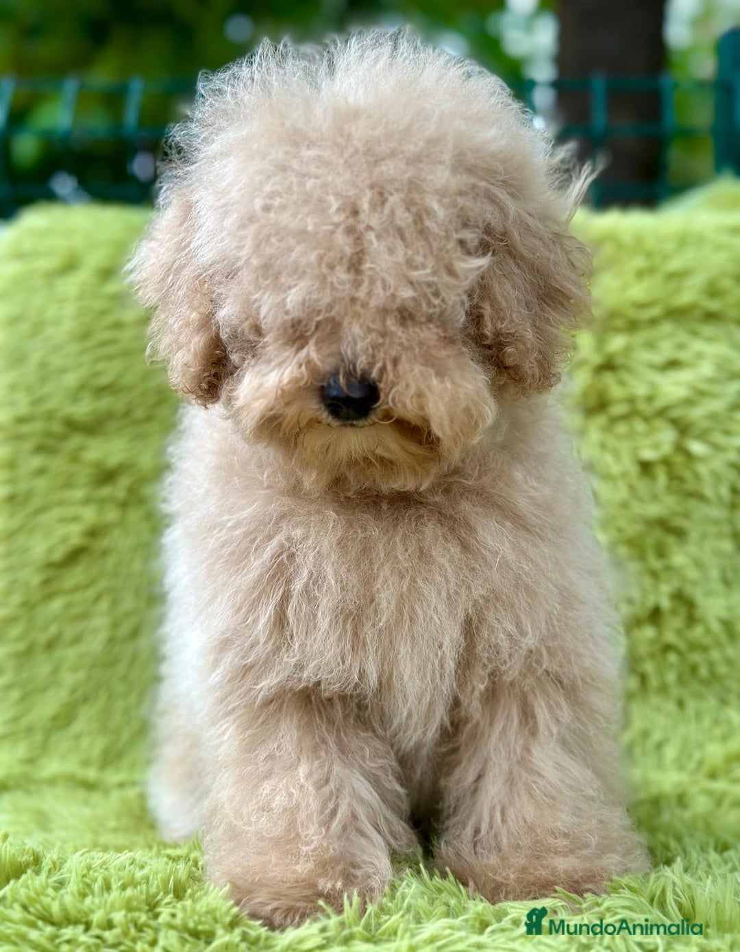 Caniche Enano perros en venta: CANICHE ENANO APRICOT MACHO - Imagen 3