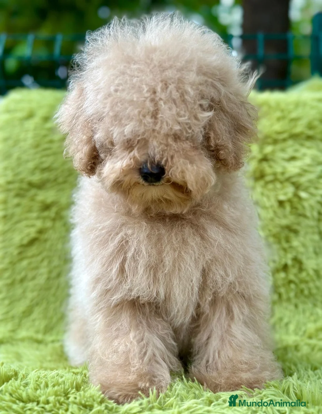 Caniche Enano perros en venta: CANICHE ENANO APRICOT MACHO - Anuncio 3