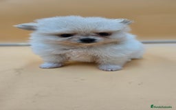 Pomerania perros en venta: Lulú de pomerania  en Cádiz - Imagen 2