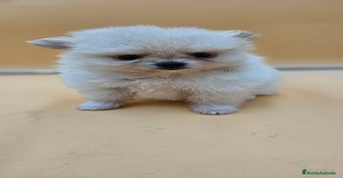Pomerania perros en Cádiz - Propaganda 5