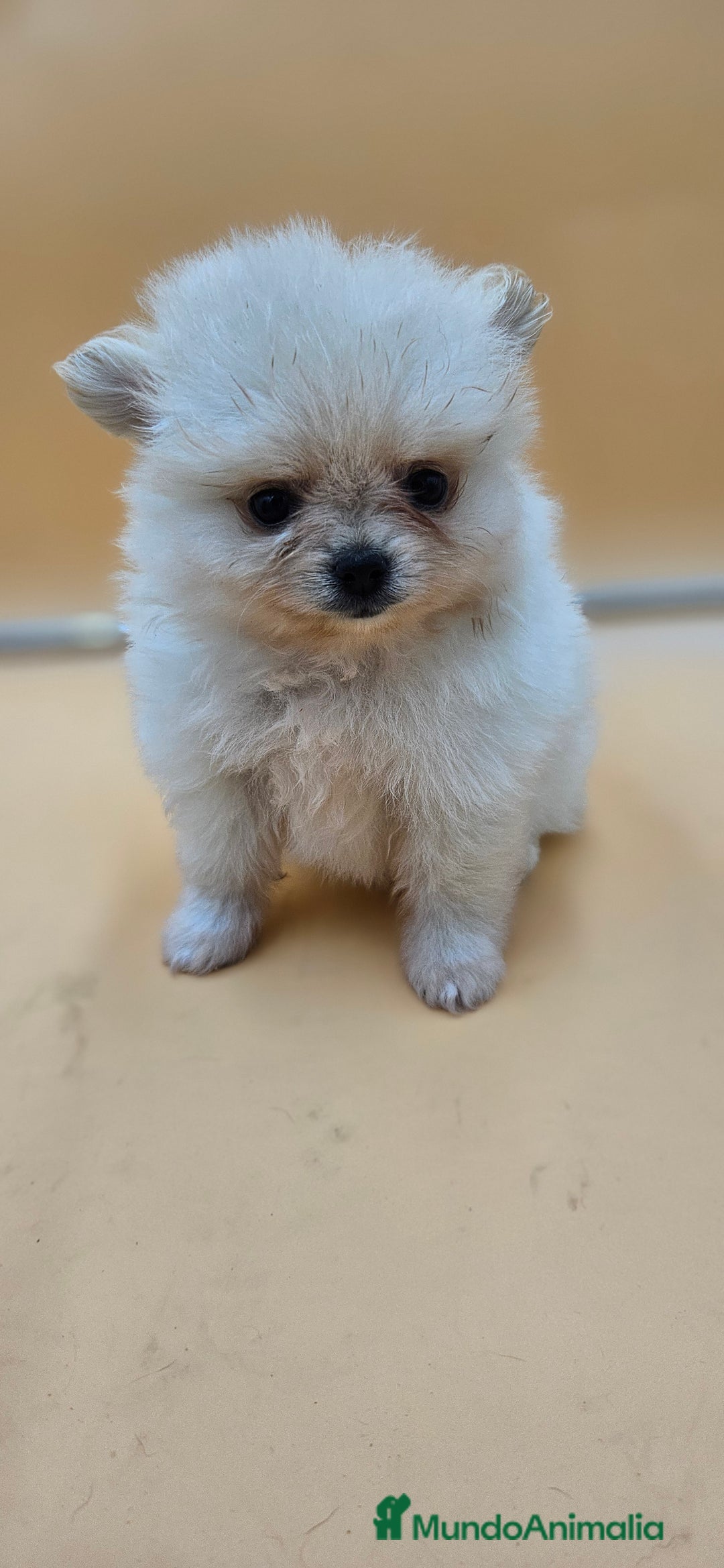 Pomerania perros en venta: Lulú de pomerania  en Cádiz - Imagen 2