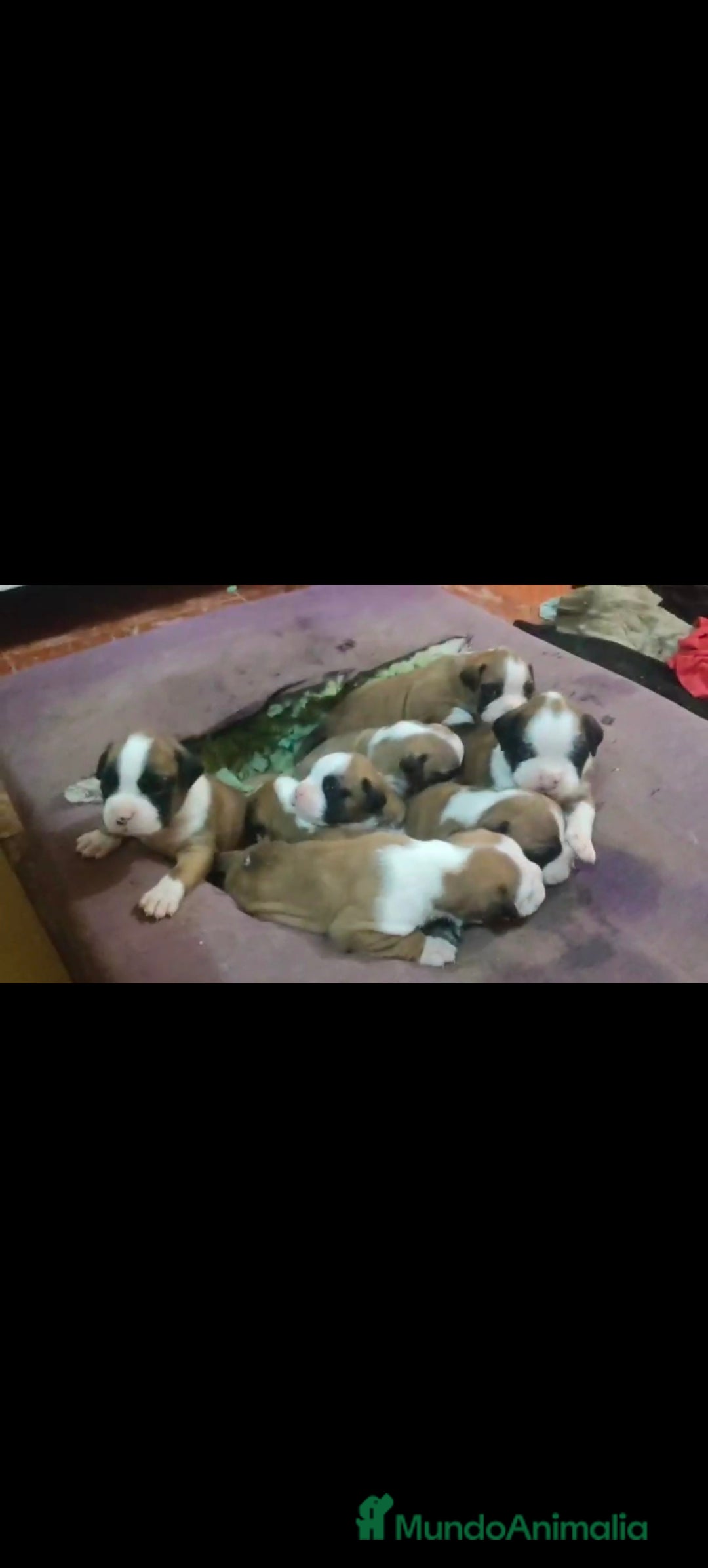 Boxer perros Bóxer  - Anuncio 2