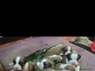 Boxer perros Bóxer - Anuncio 4