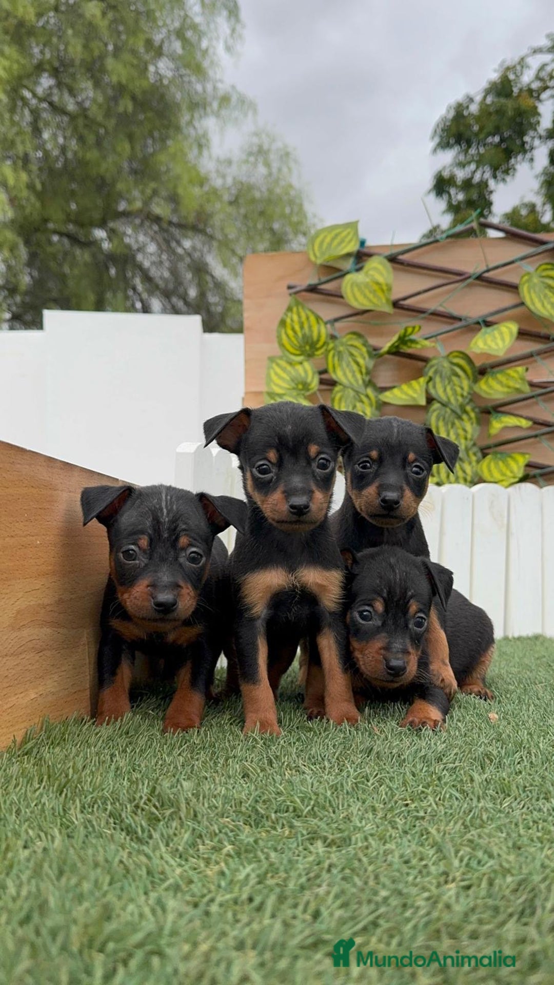 Pinscher Miniatura perros en venta: Pinscher - Imagen 3
