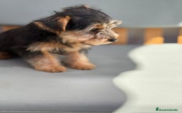 Yorkshire Terrier perros en venta: Yorkshire toy - Imagen 9
