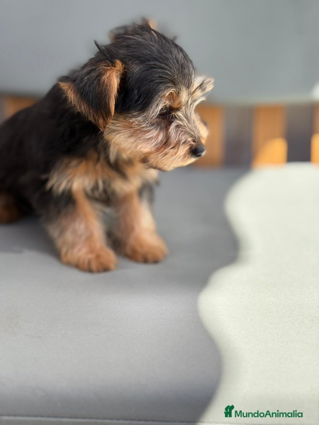 Yorkshire Terrier perros en venta: Yorkshire toy - Imagen 9