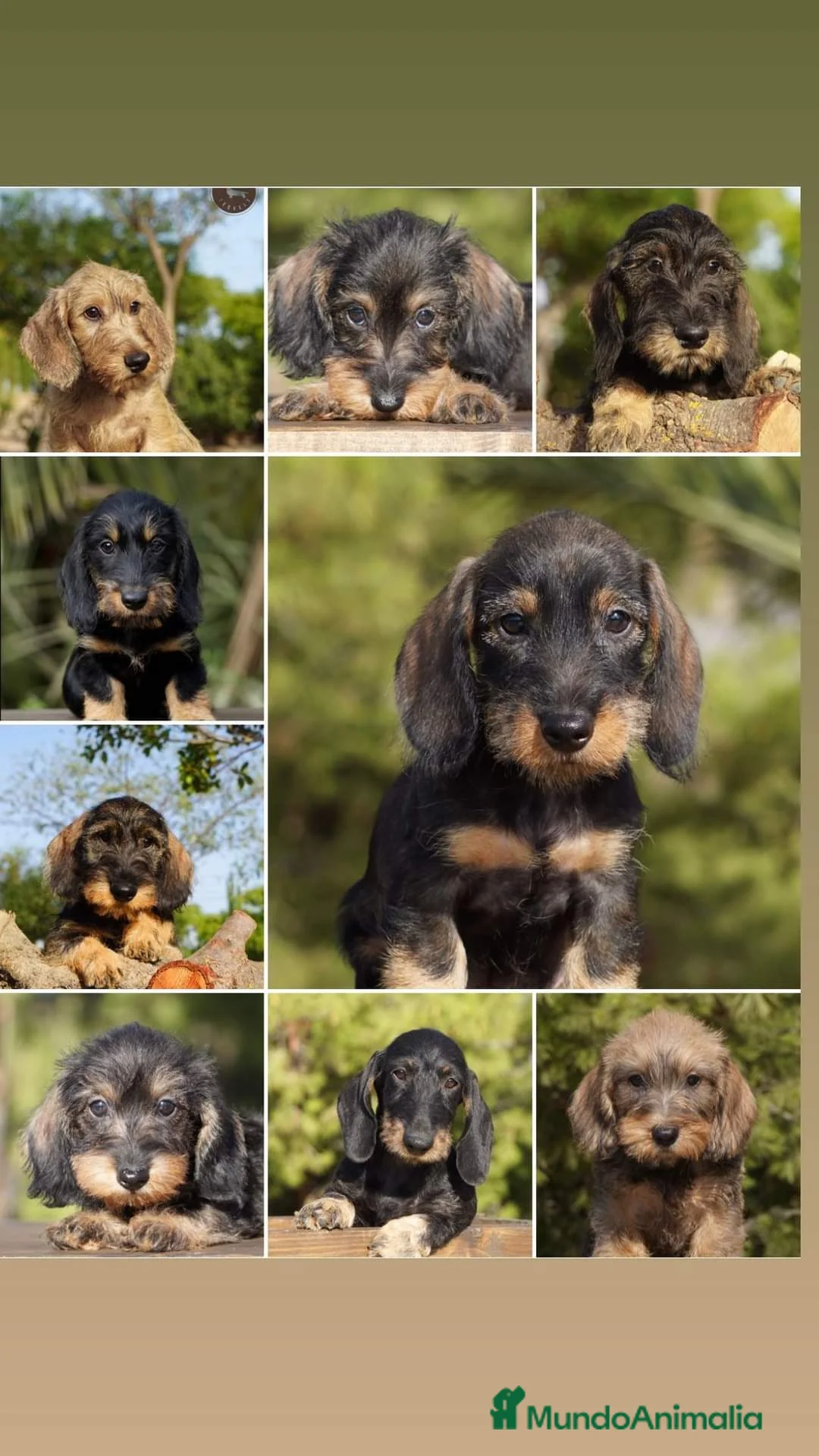 Imagen de galería {{count}}