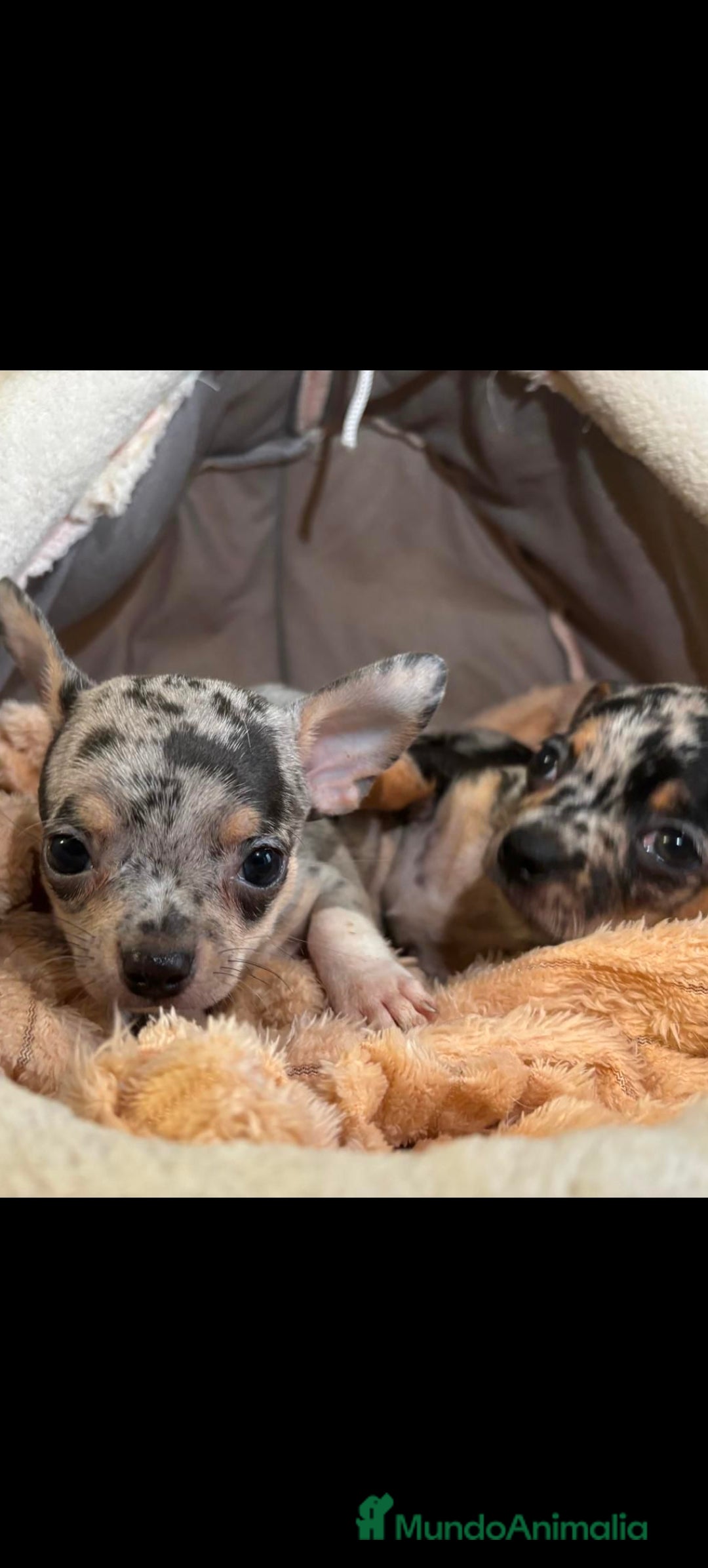Chihuahua perros en venta: Chihuahua Toy merle  - Imagen 1