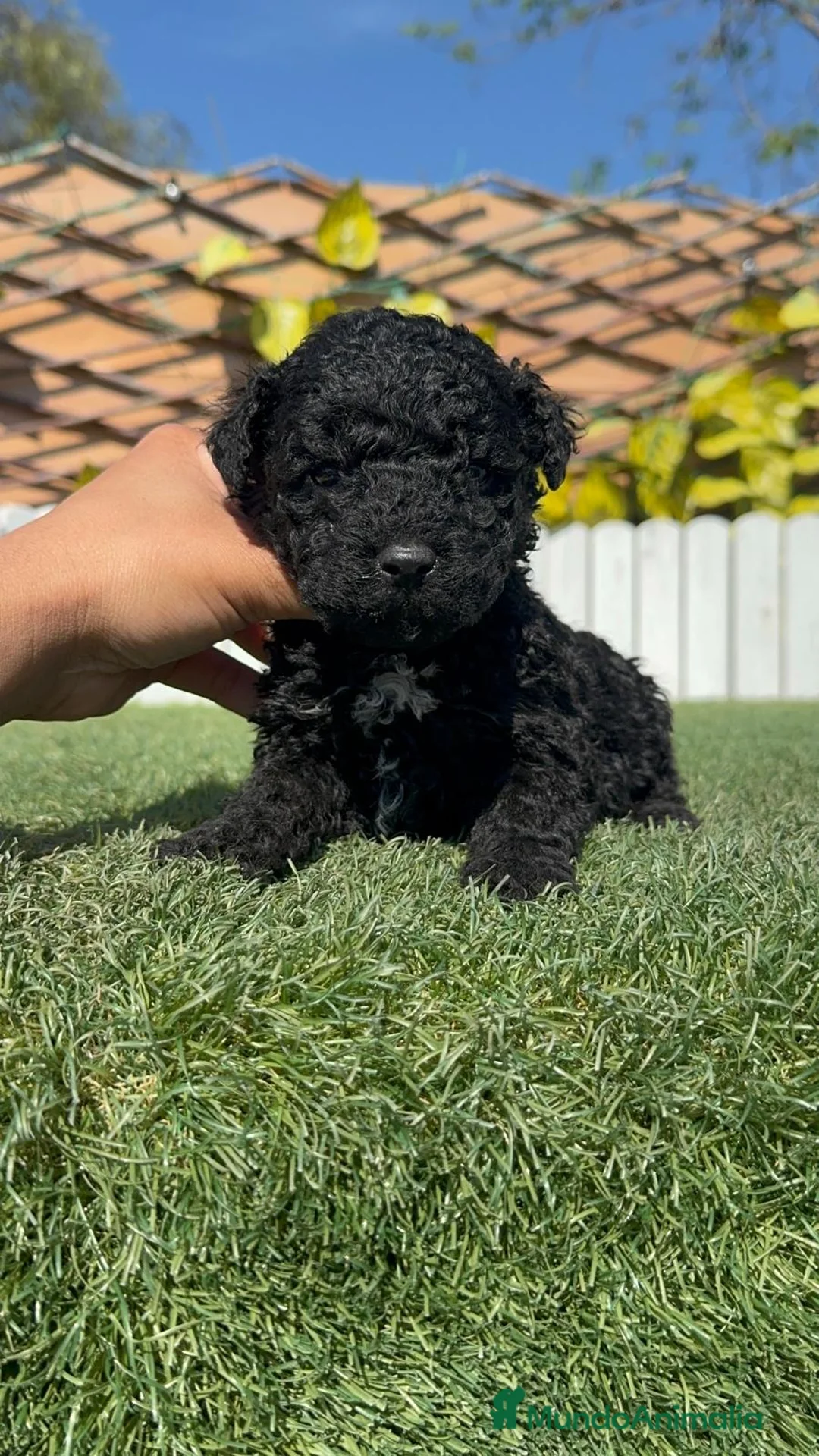 Perro de Agua Español perros en venta: PERRO DE AGUA - Anuncio 1