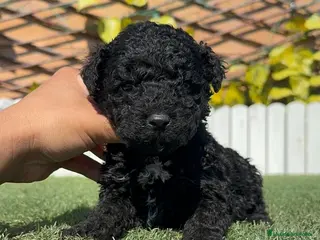 Perro de Agua Español perros PERRO DE AGUA - Anuncio 1