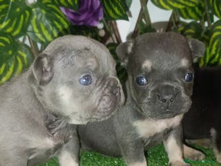 Bulldog Francés perros Bulldog francés - Anuncio 1