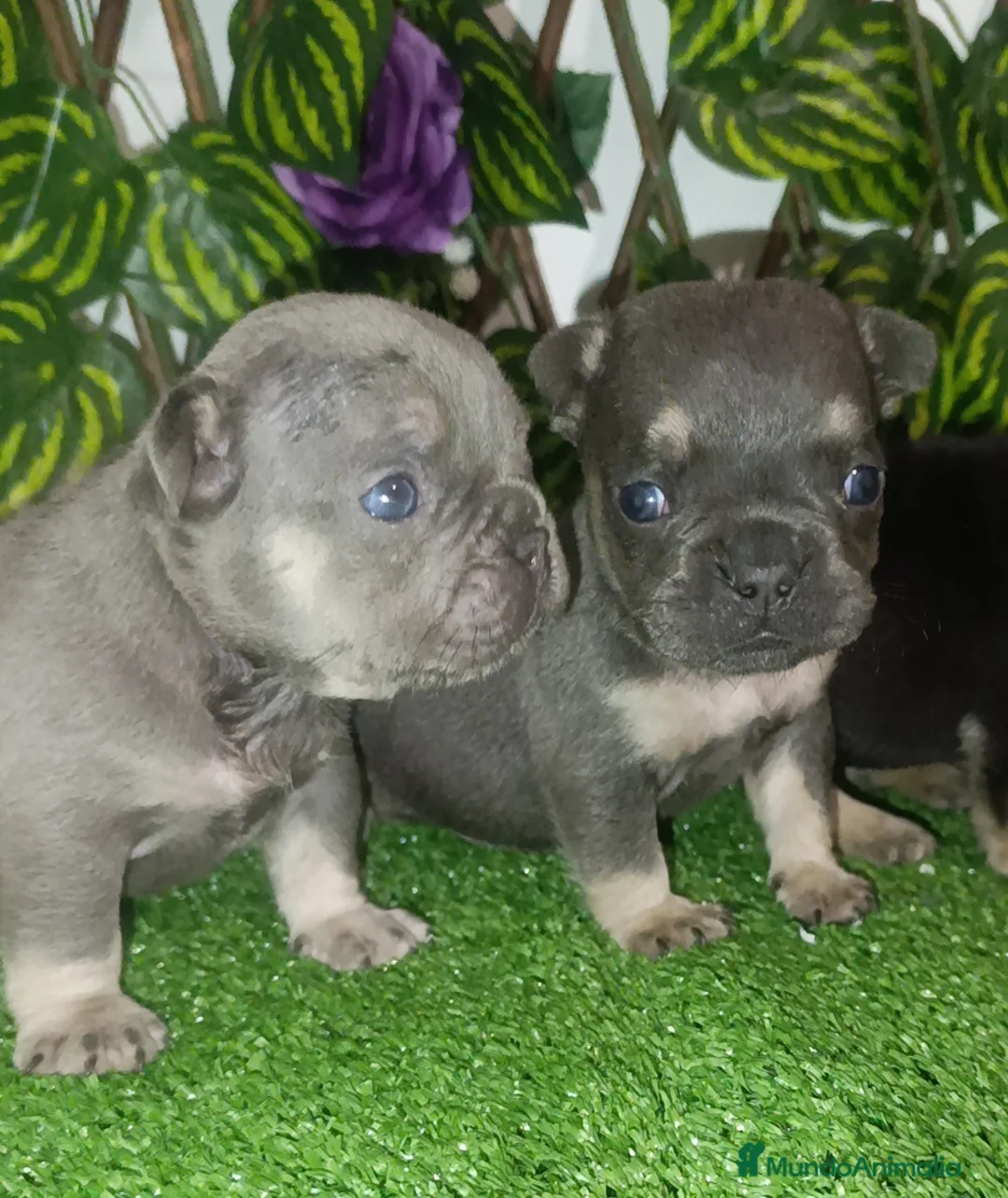 Bulldog Francés perros en venta: Bulldog francés  - Anuncio 1