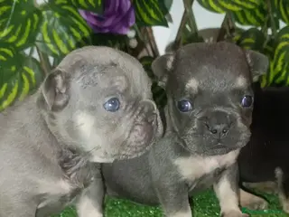 Bulldog Francés perros Bulldog francés - Anuncio 5