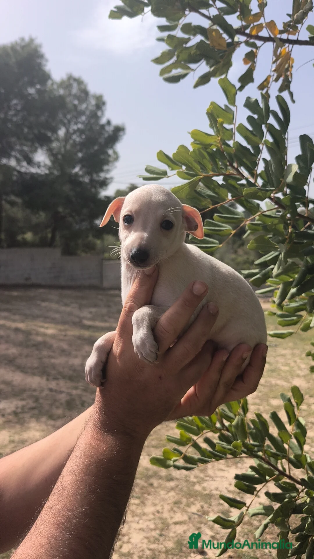 Pequeño Lebrel Italiano perros en venta: Pequeño Lebrel Italiano Piccolo Galgo Italiano  - Anuncio 8