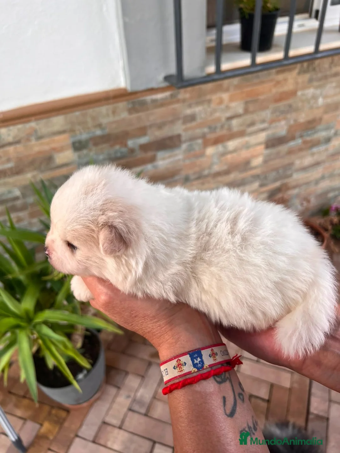 Pomerania perros en venta: pomerania toy  - Anuncio 2