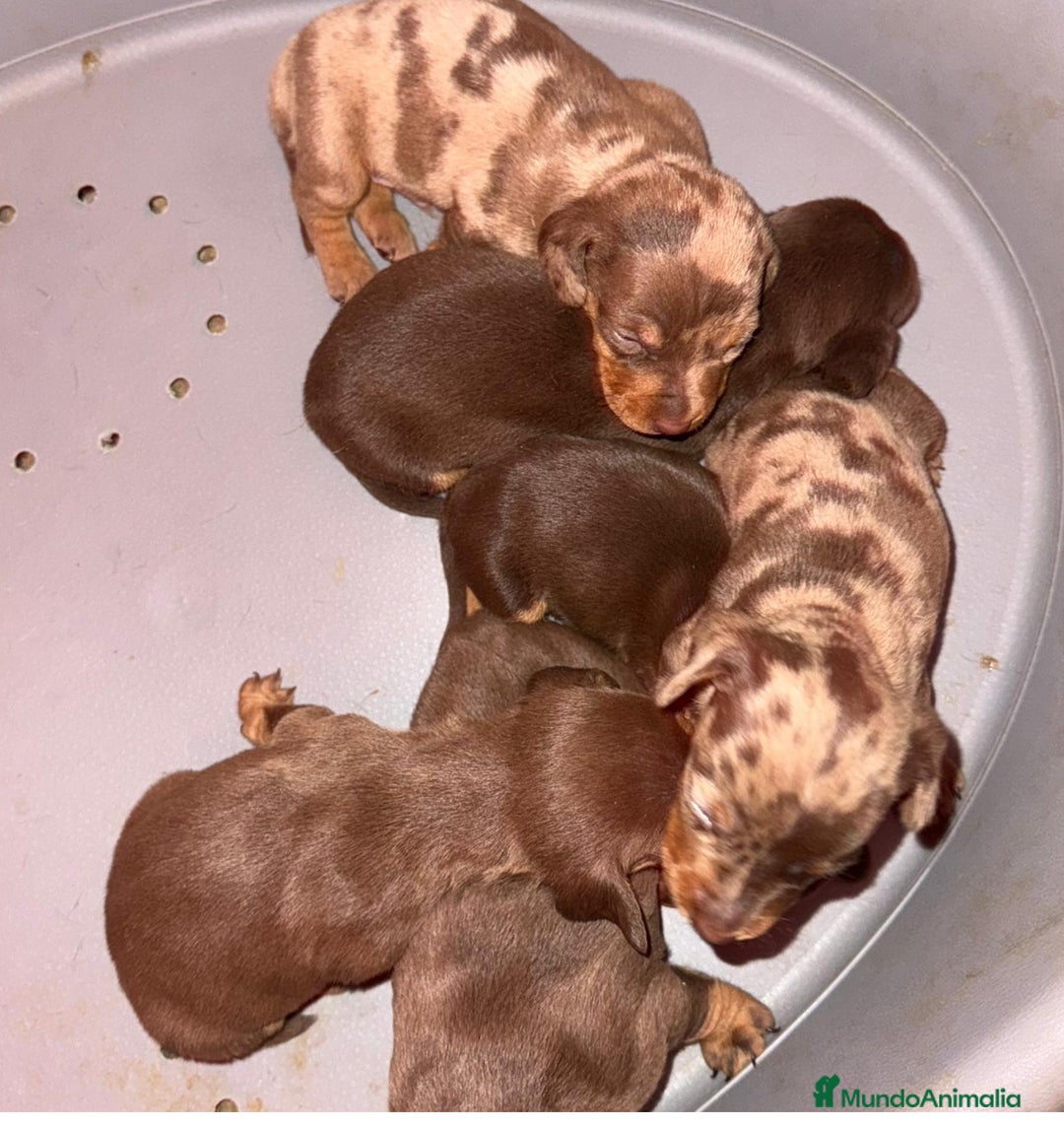 Teckel Miniatura perros en venta: Teckel mini arlequín chocolate disponible  - Anuncio 2